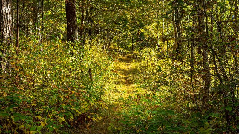 A forest path through autumn foliage
