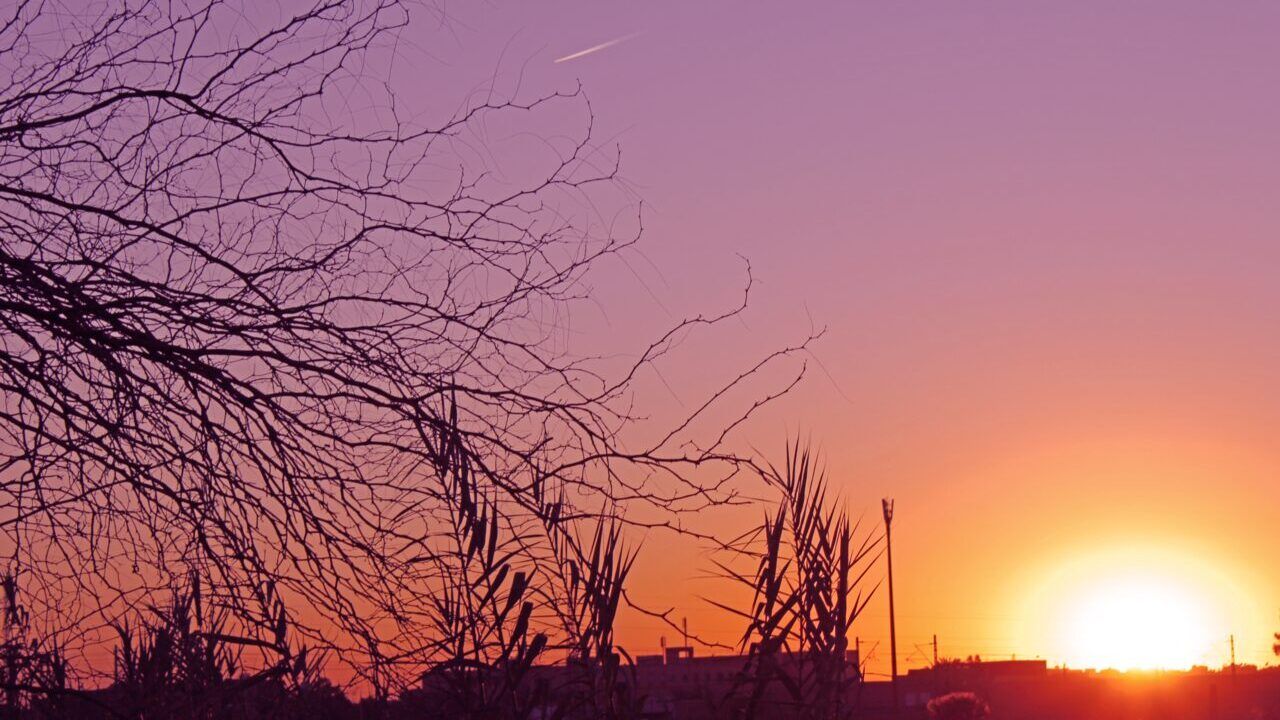 Sunset over Marrakech rooftops and palm trees