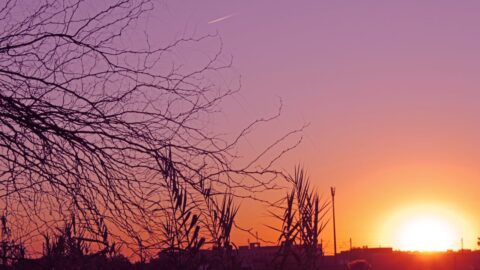 Sunset over Marrakech rooftops and palm trees