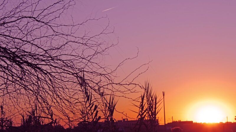Sunset over Marrakech rooftops and palm trees